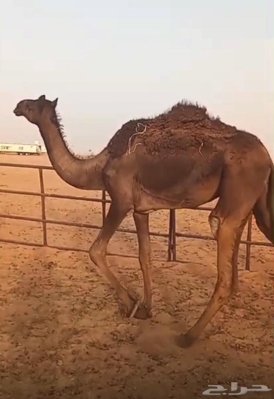 حقه للبيع64396309806593110