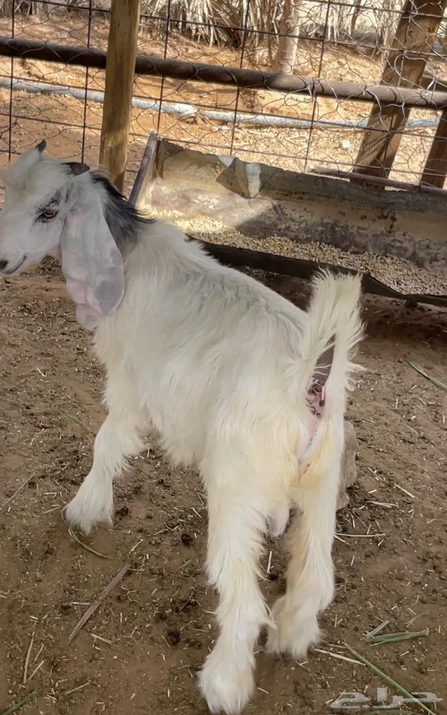 تيوس طيبه جدا تربيه خاصه ذبايح ثلاجه64396407690881111