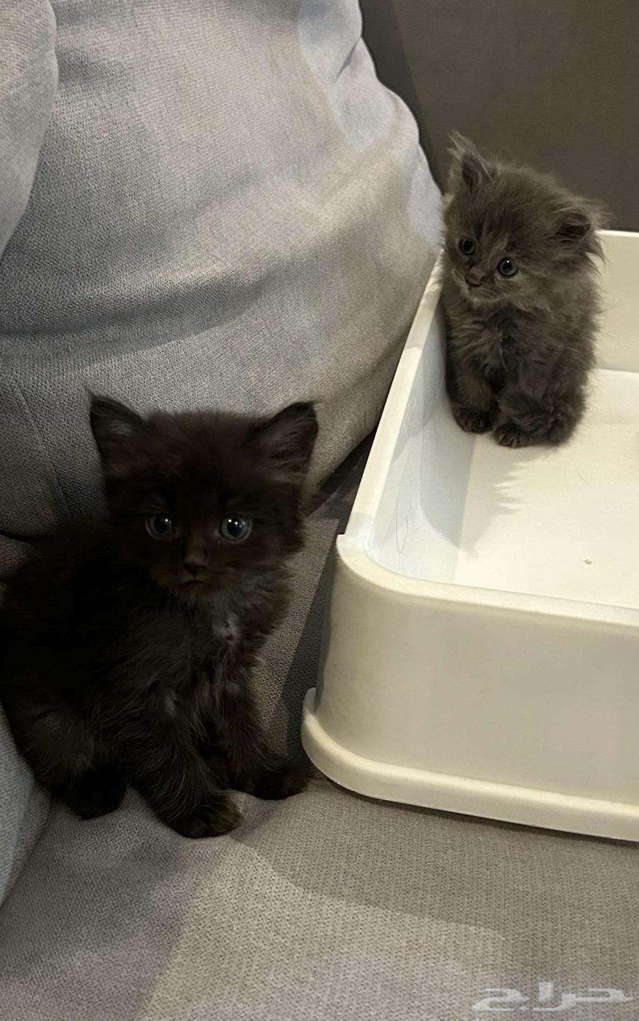 قط للبيع64399940308609111