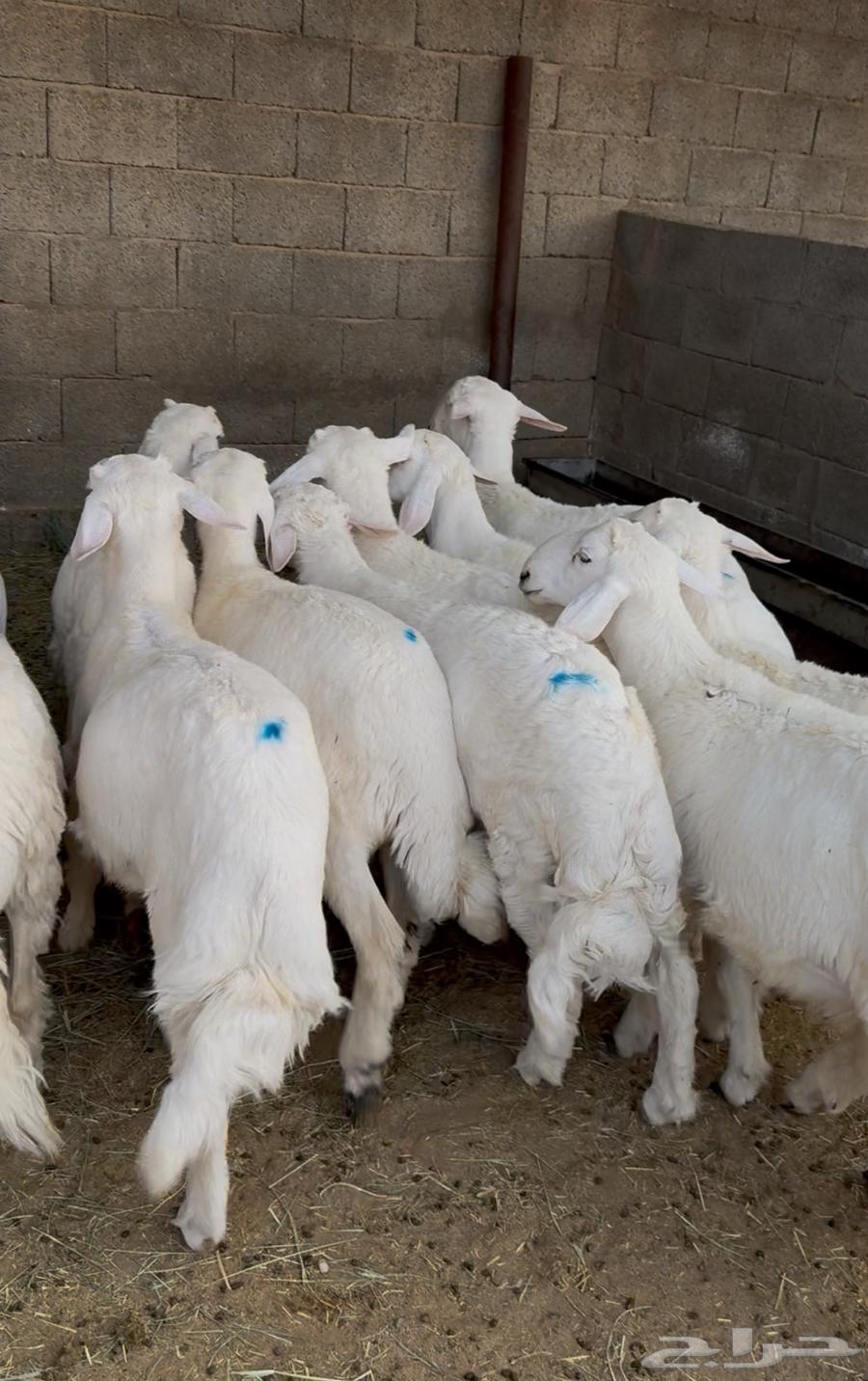 Sheep for sale, one pen64399828750081114