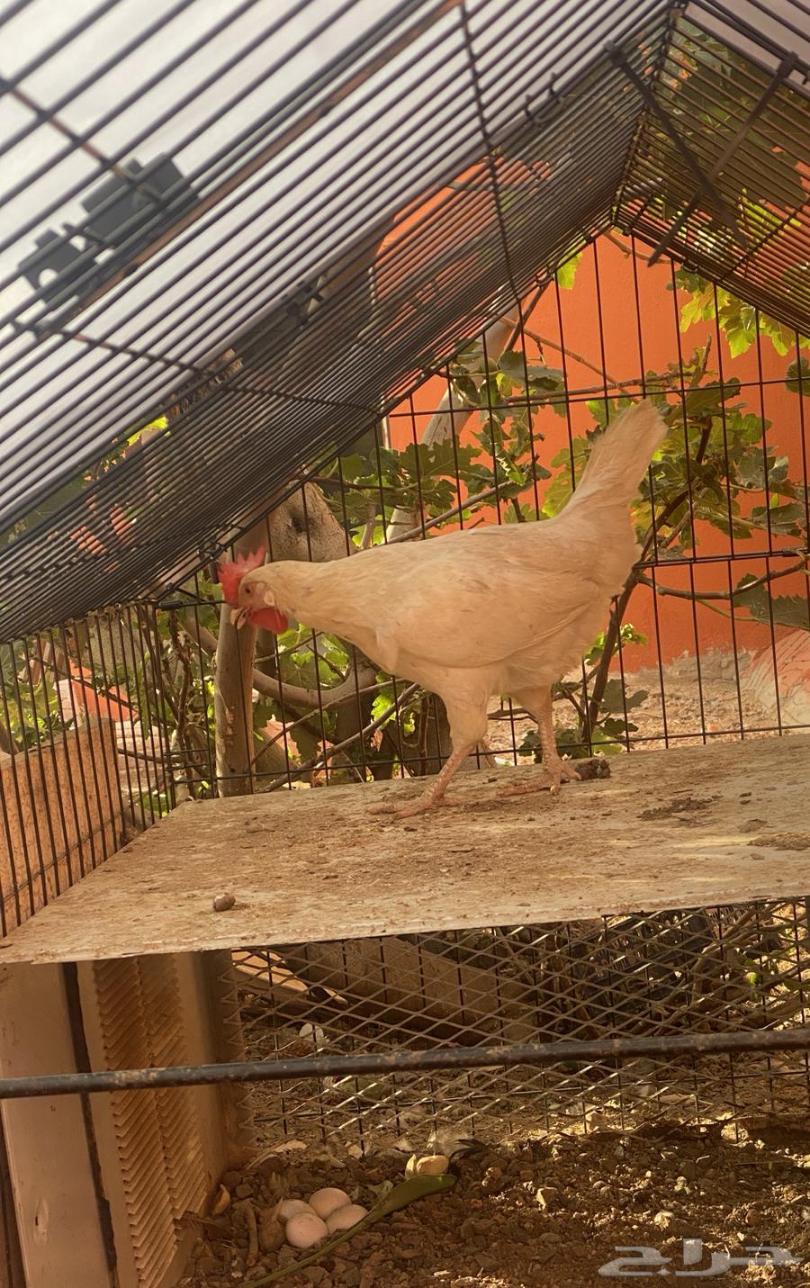 دجاجه للبيع64401147127171111