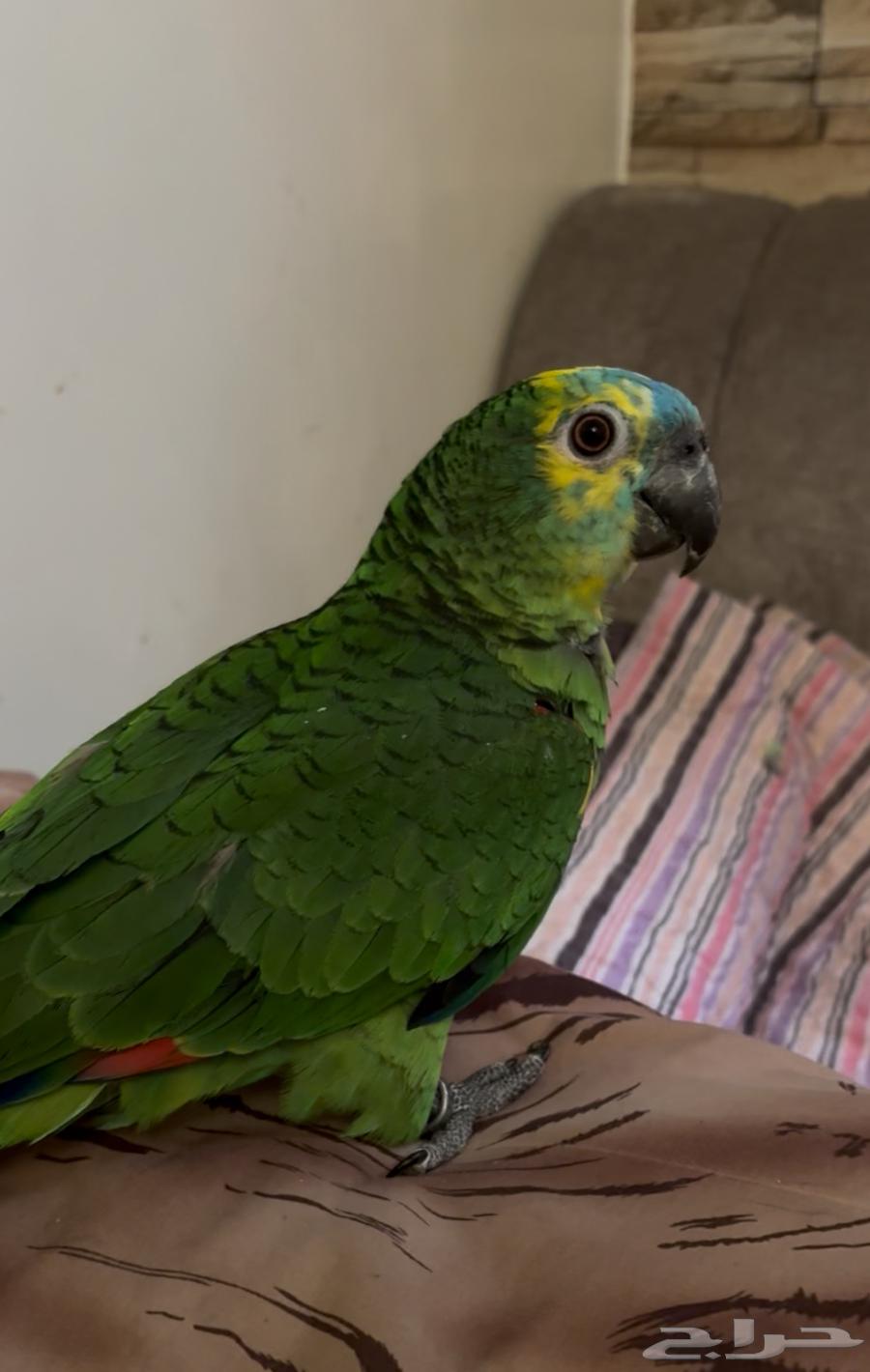 ببغاء امزوني للبيع64399717659393113
