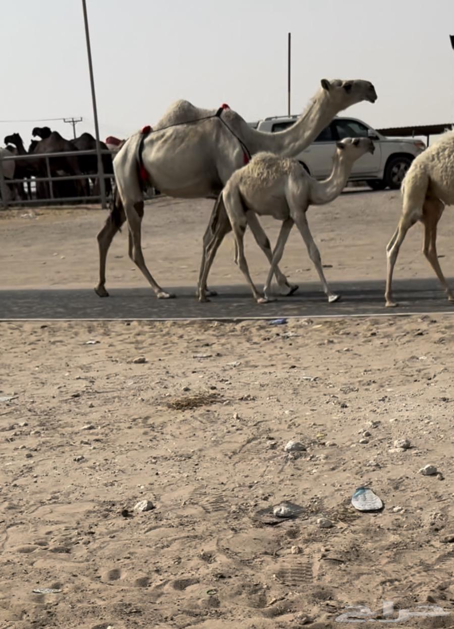 للبيع بكر خلفه الكفووو تحتها قعود64396505566595110