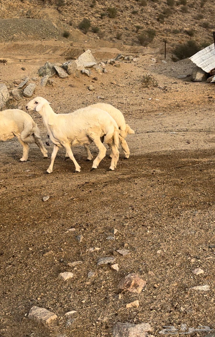 للبيع طليان فل شحم64396282205059111