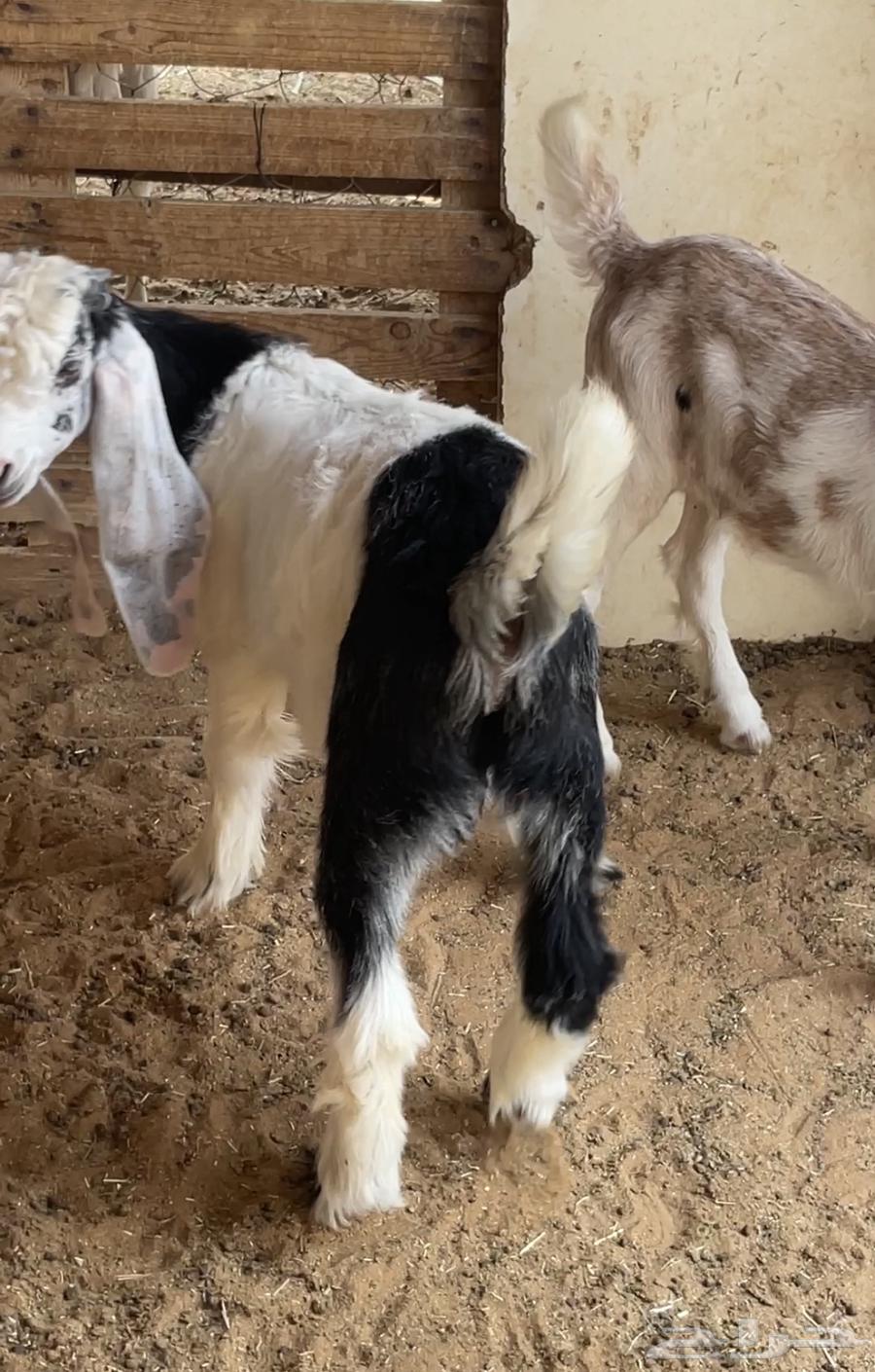 تيوس طيبه جدا تربيه خاصه ذبايح ثلاجه64396407690881112