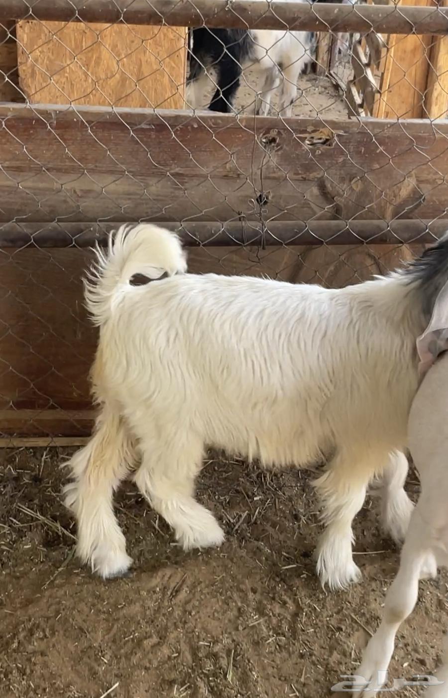 تيوس طيبه جدا تربيه خاصه ذبايح ثلاجه64396407690881110