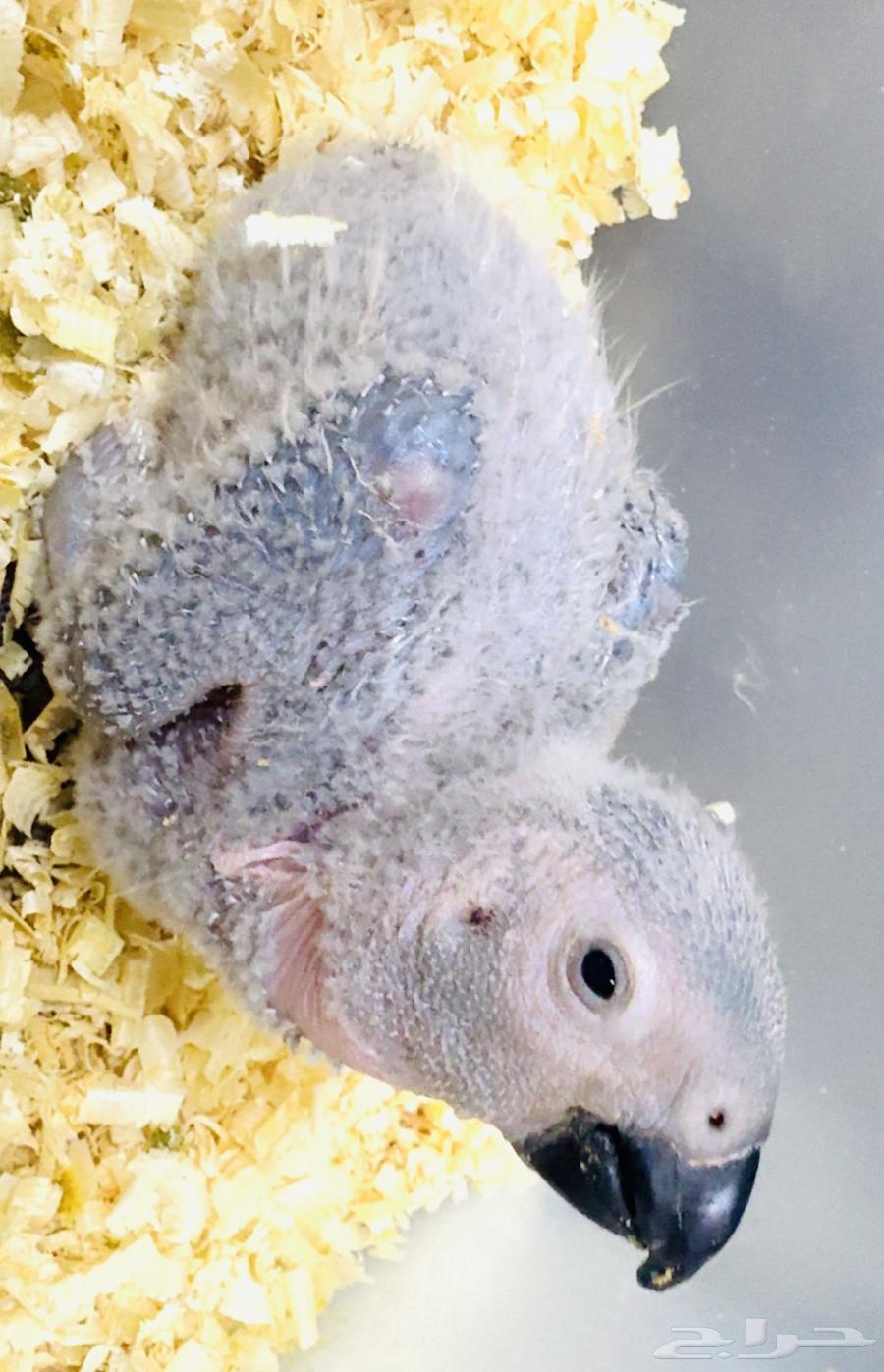 فرخ كاسكو انتاج محلي   ما شاء الله تبارك الله64397102320003110