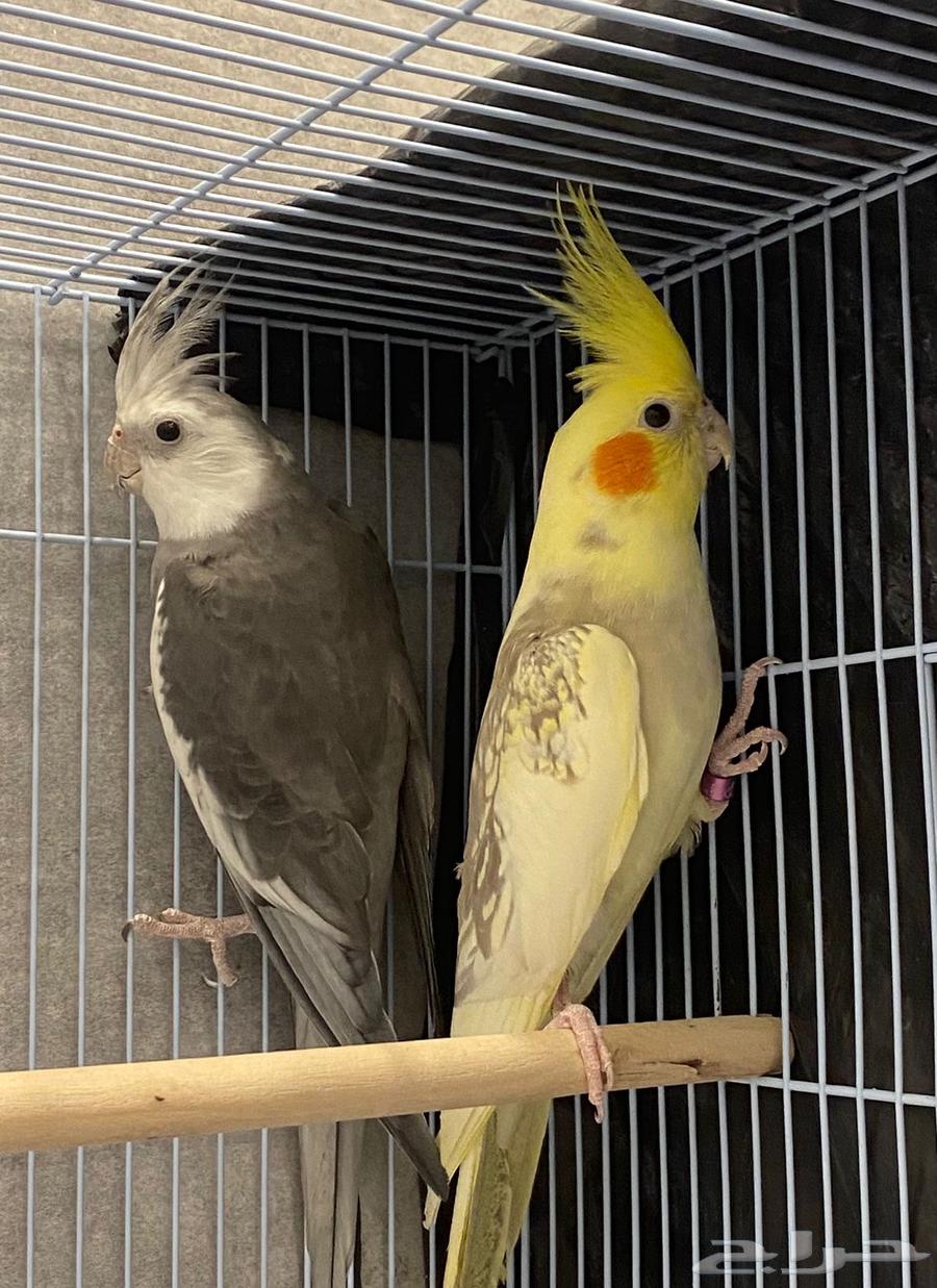 للبيع زوج كروان هولندي وباكستاني منتج64393444900866111