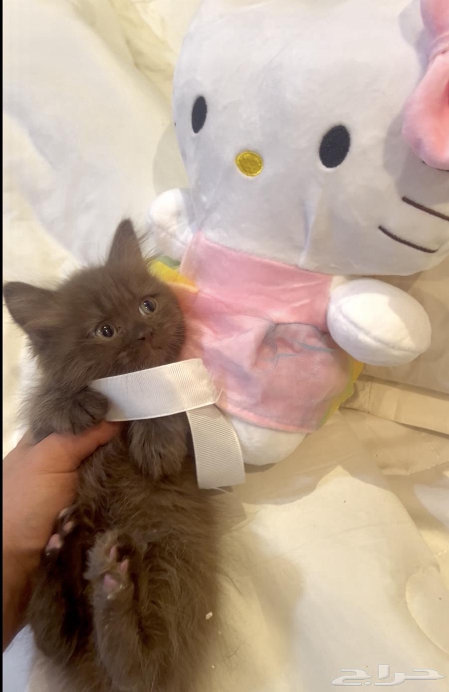 قطط برتش سينامون64399661838851112