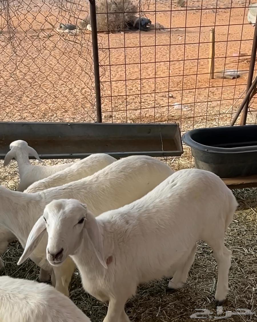 طليان للبيع64400245446274112