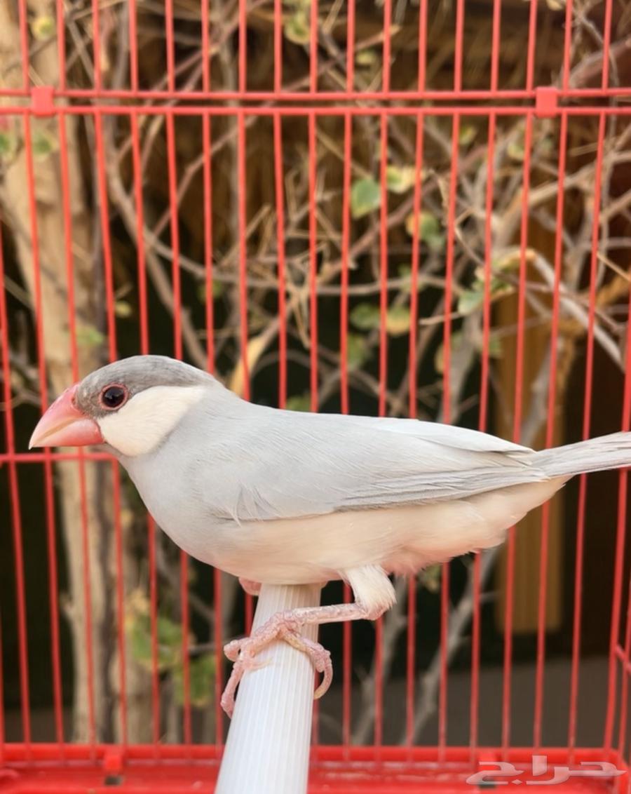 انثى جاوا جاهزه للإنتاج64394896300929110