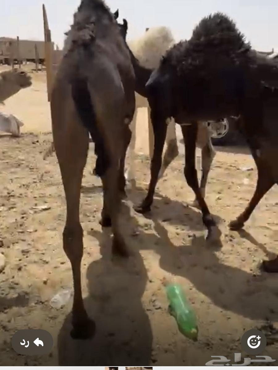 للبيع حشوان. طيبه مغلقه السوم 5200 للبيع جمله ولا تفريد64399856627587111