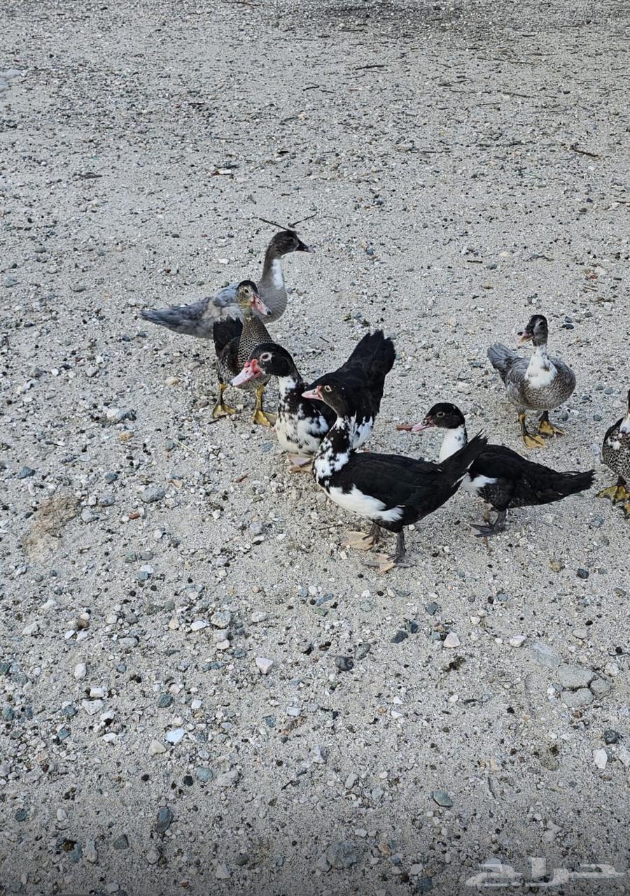 بط بلدي للبيع64398437730305114