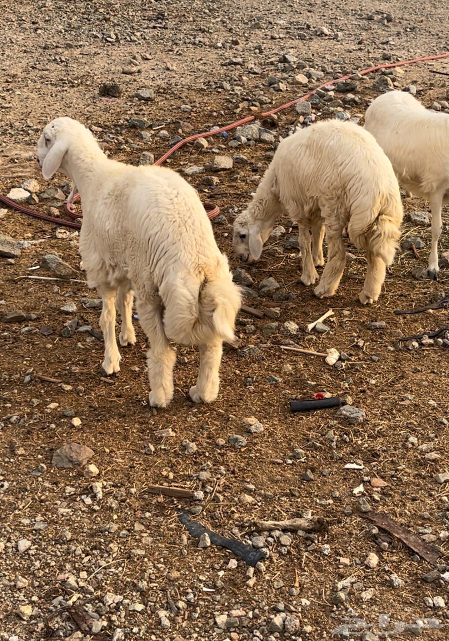 للبيع طليان فل شحم64396282205059110