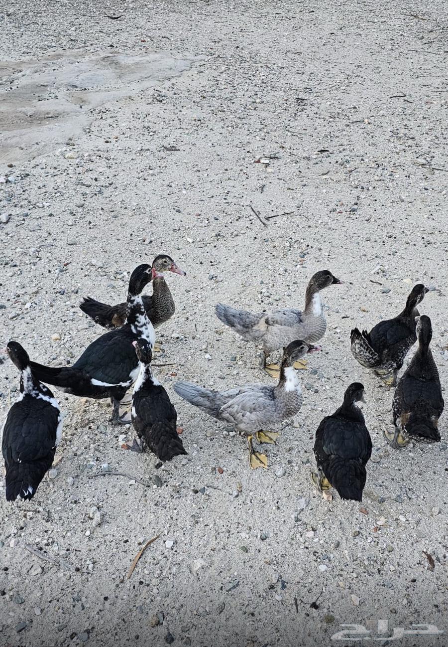 بط بلدي للبيع64398437730305111