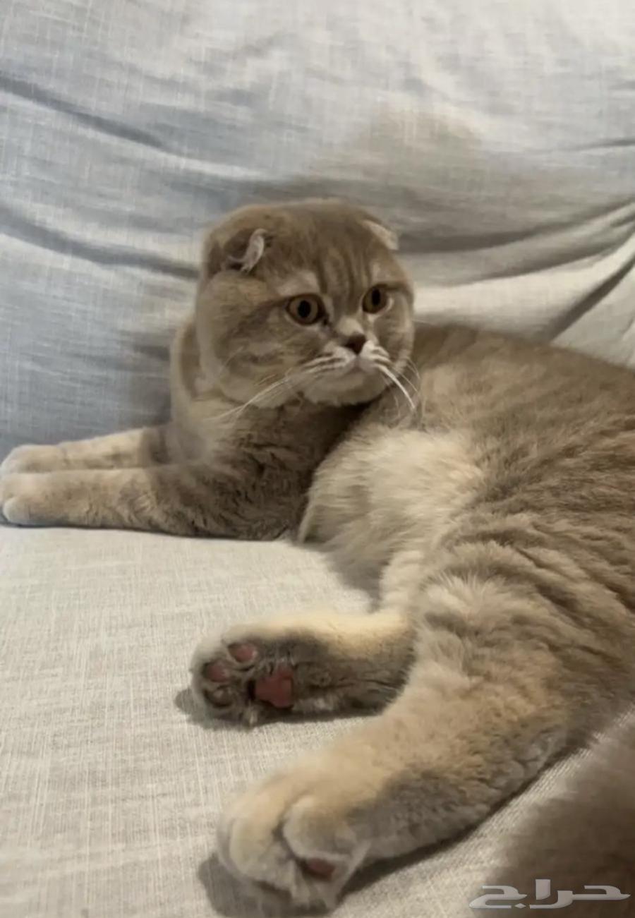 Mating64399410957699110