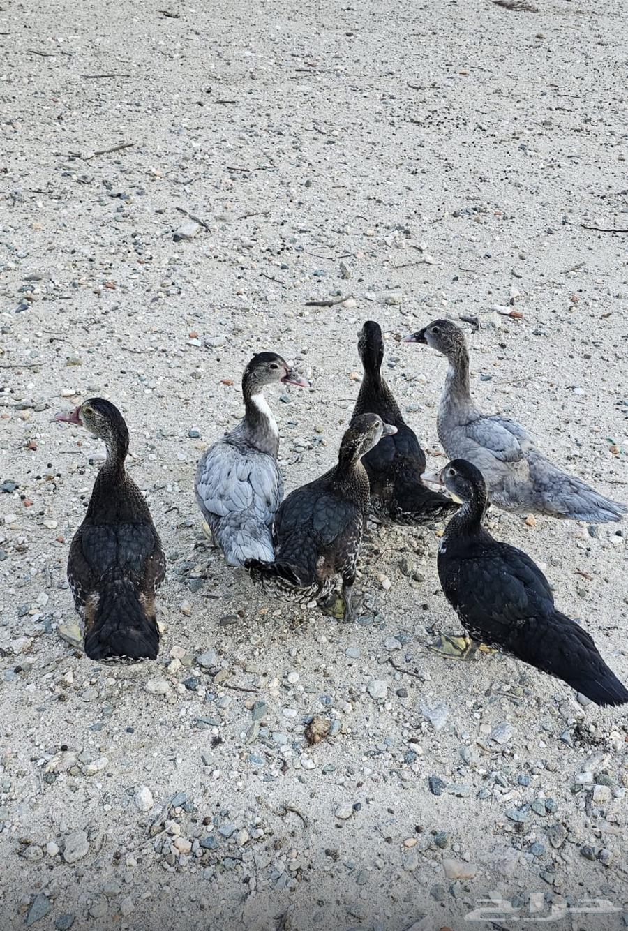 بط بلدي للبيع64398437730305110