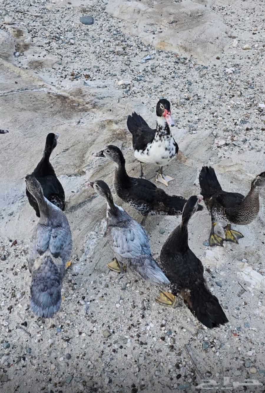 بط بلدي للبيع64398437730305112