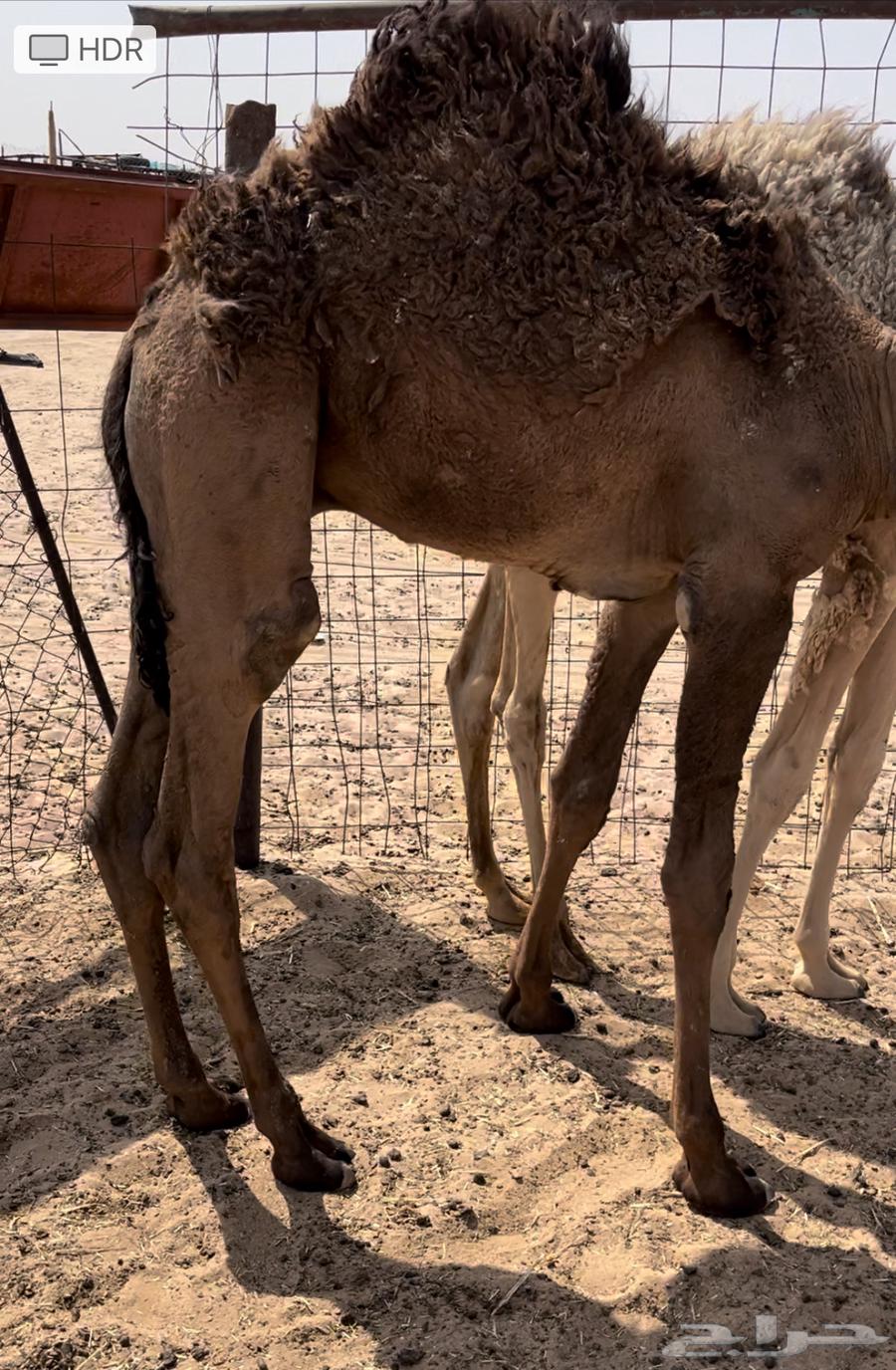 للبيع قعود طايش64397186708483110