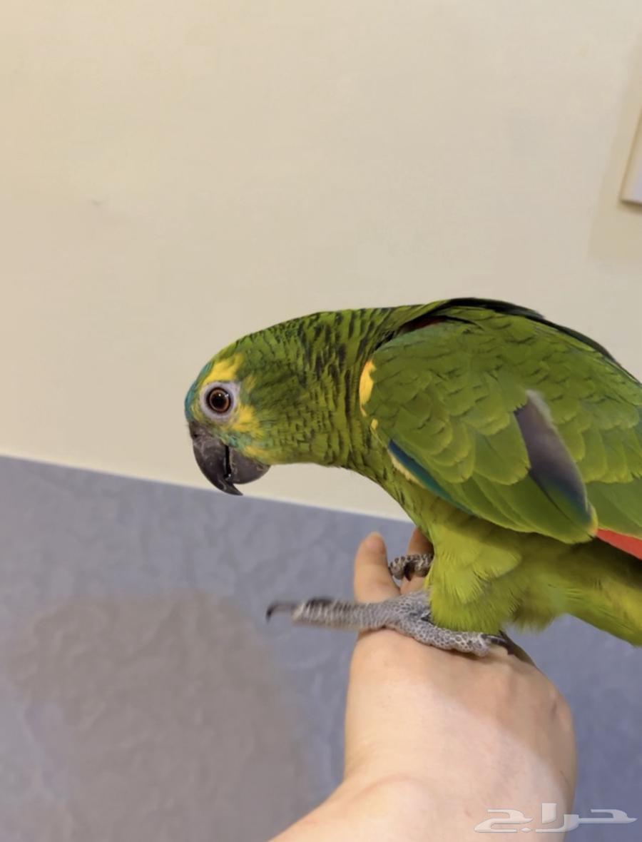 ببغاء امزوني للبيع64399717659393114