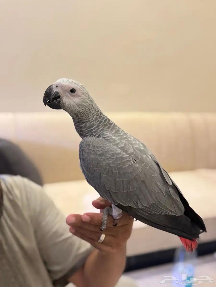 فروخ كاسكو قمه ف الولافه واحجام سوبر دبل جامبو64346547014529114