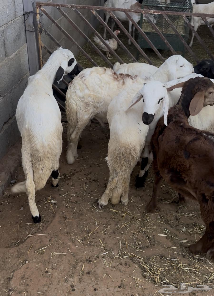 Sudanese local production tiles64388908607106114