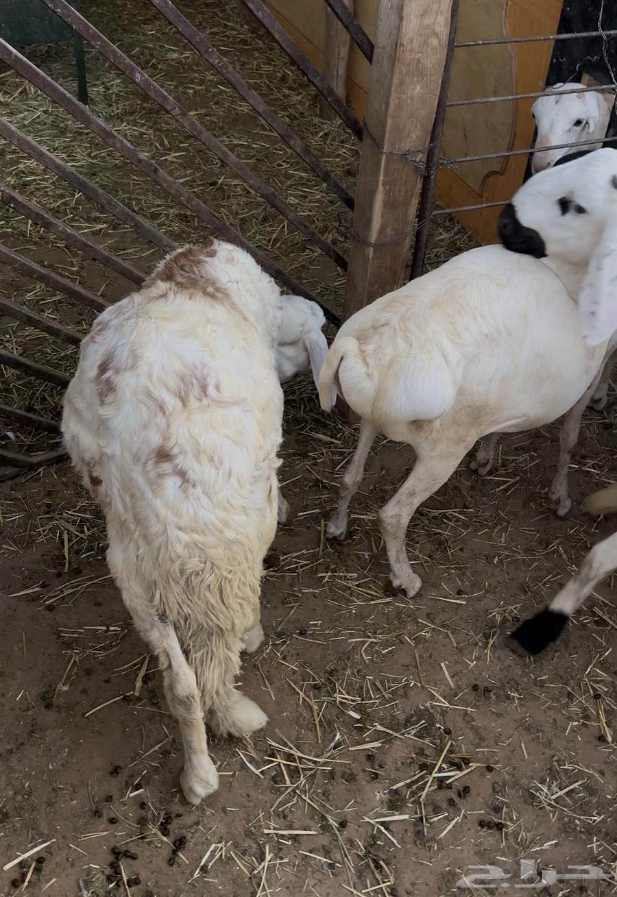 Sudanese local production tiles64388908607106112