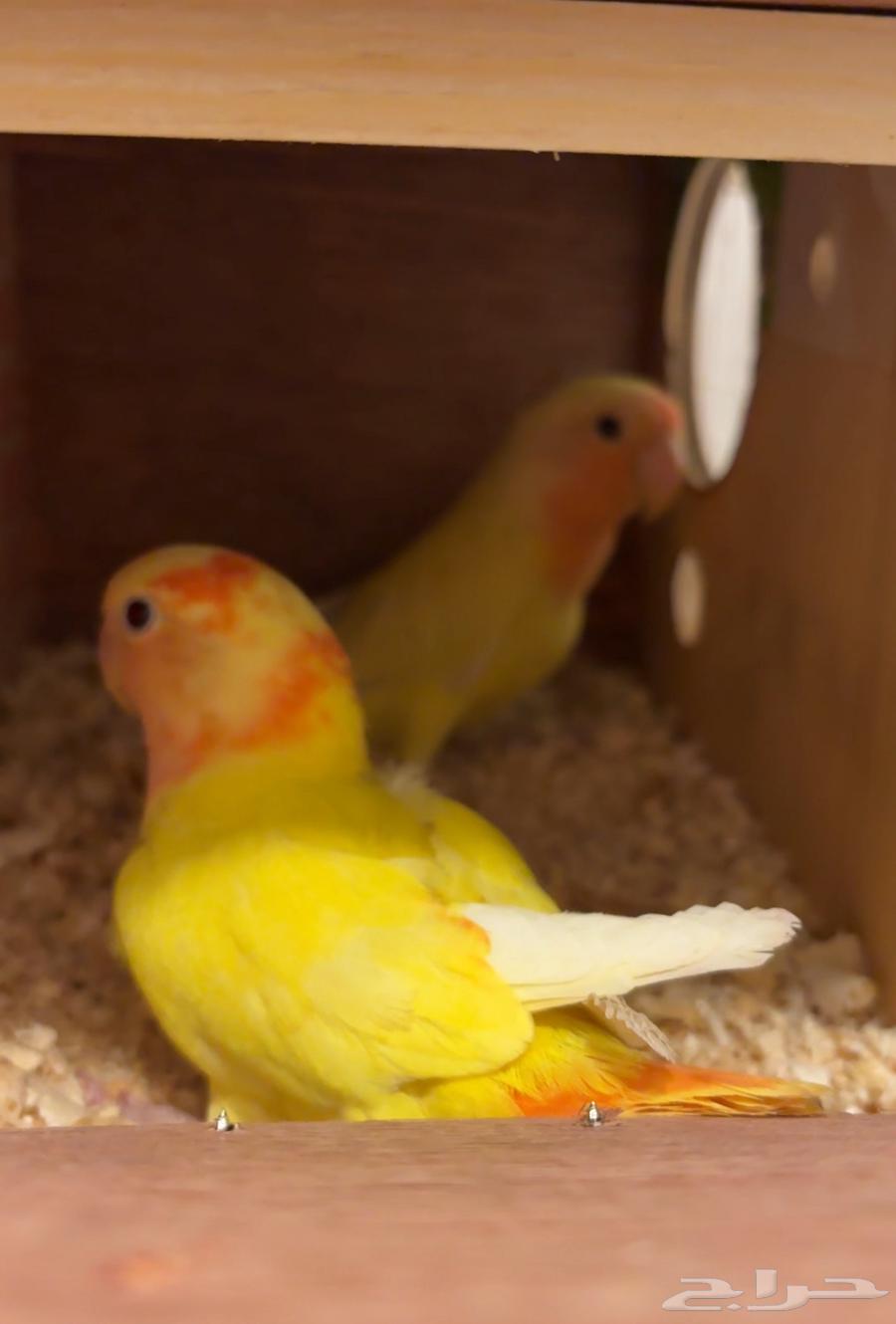 جوز روز64393777112322110