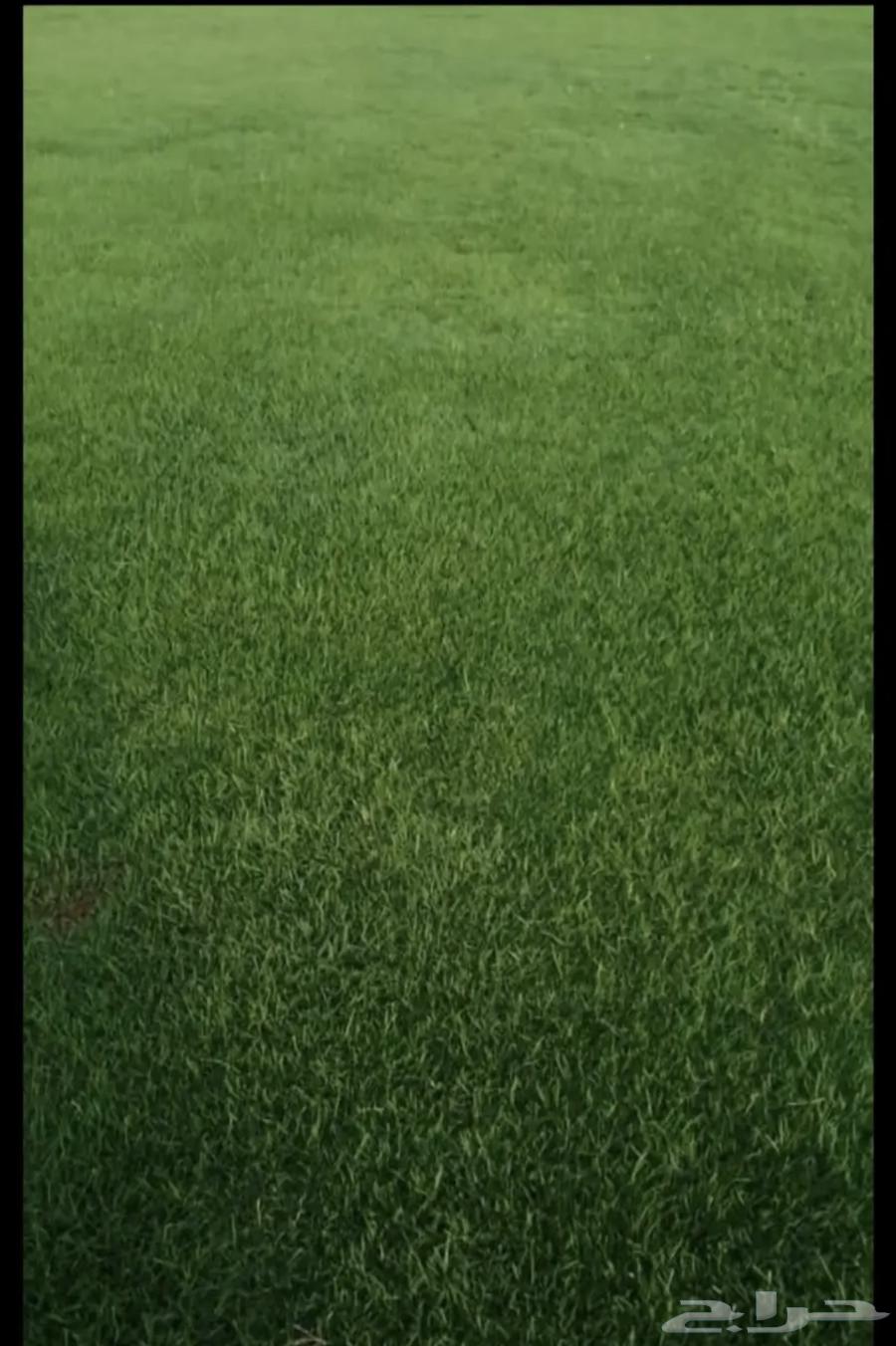 Artificial grass64395839724802110