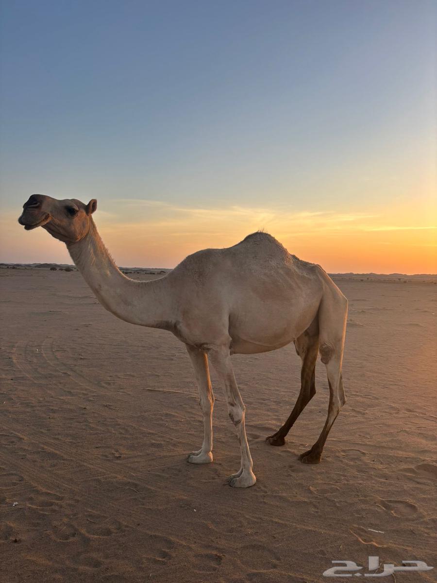 للبيع ناقه لقحه لها ست شهور شقحا سنه فاطر64397325536771110