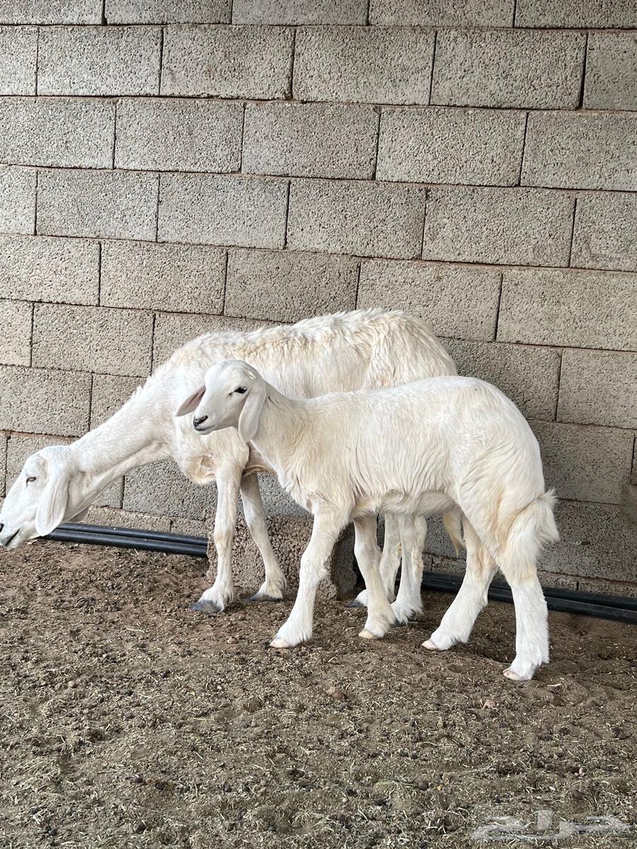 شاه حريه64393568735875112