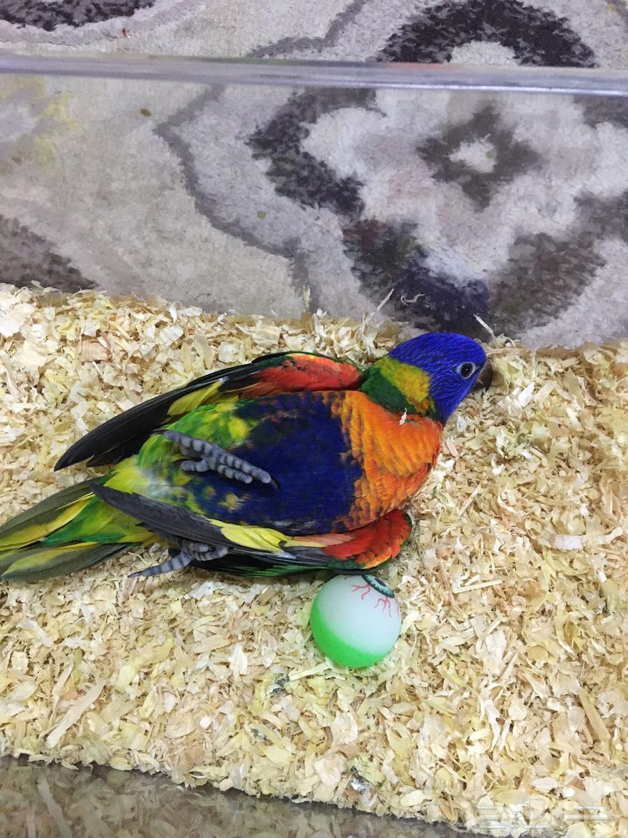 فرخ لوري رينبو اليف حمامه64395671583618110