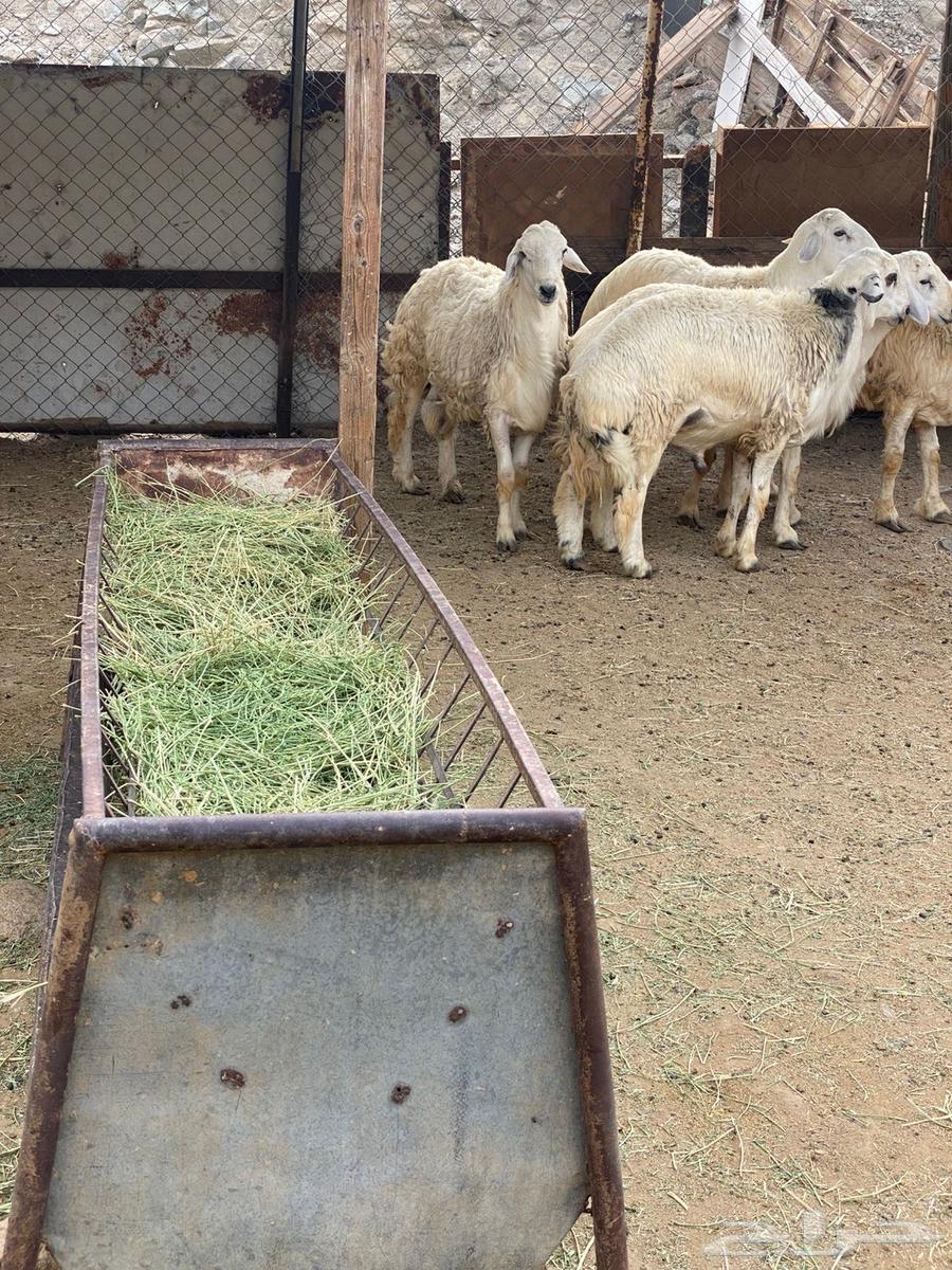 طليان للبيع64390733999235112