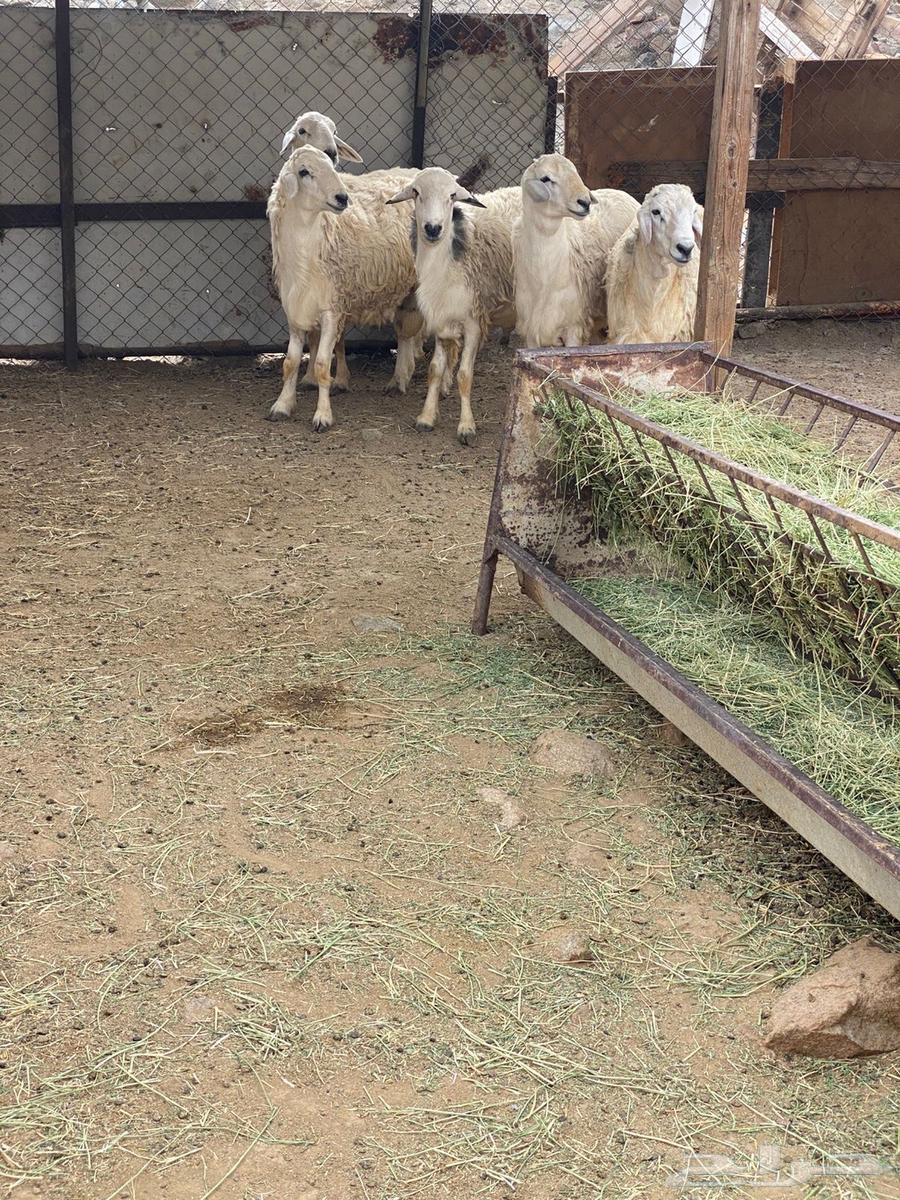 طليان للبيع64390733999235111