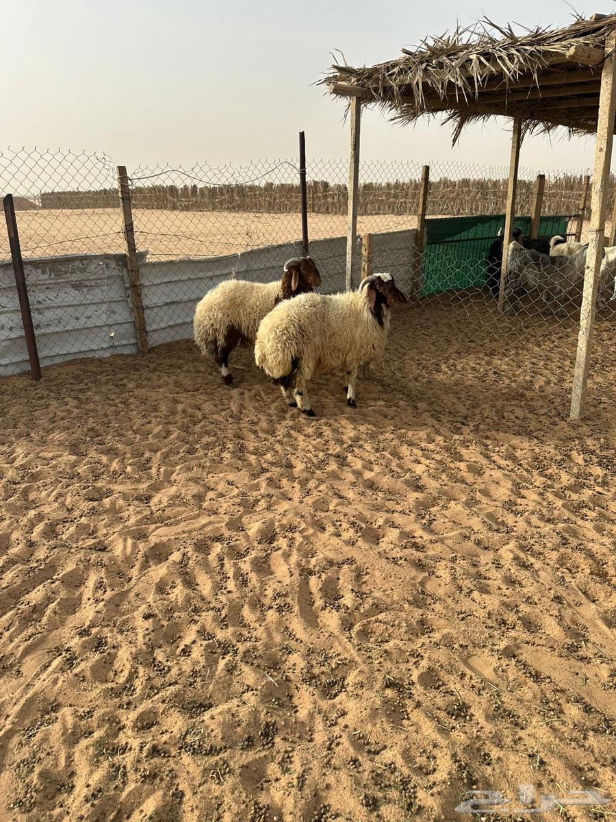 Naeem's Meat64395923615235111