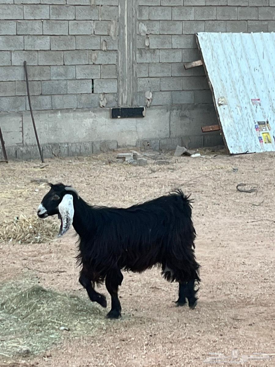 جفرة ثنية للبيع64395379309187111