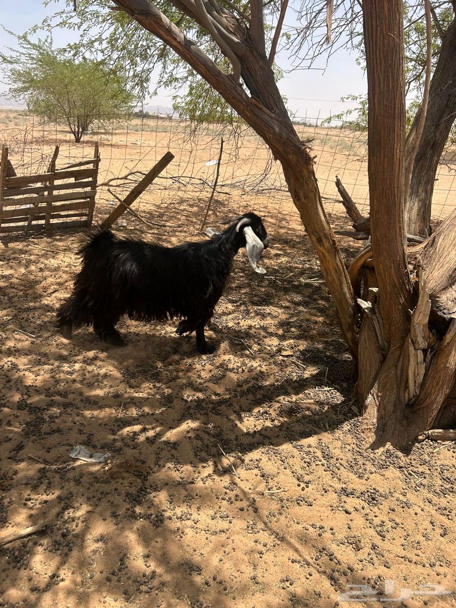 تيس للبيع64400925155074112