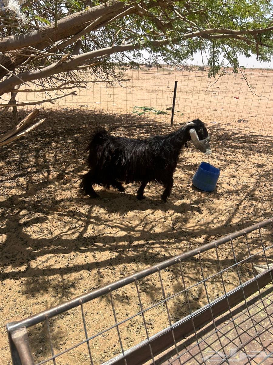 تيس للبيع64400925155074114