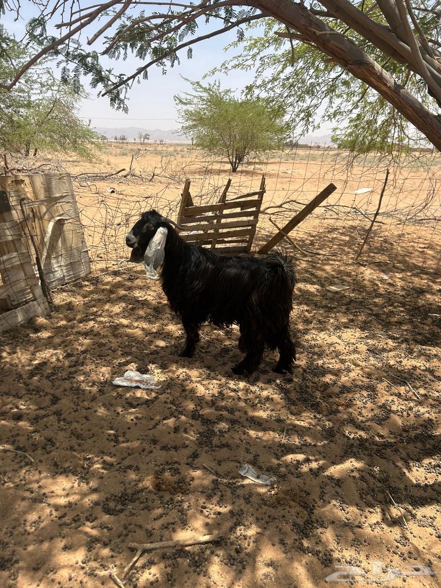 تيس للبيع64400925155074111