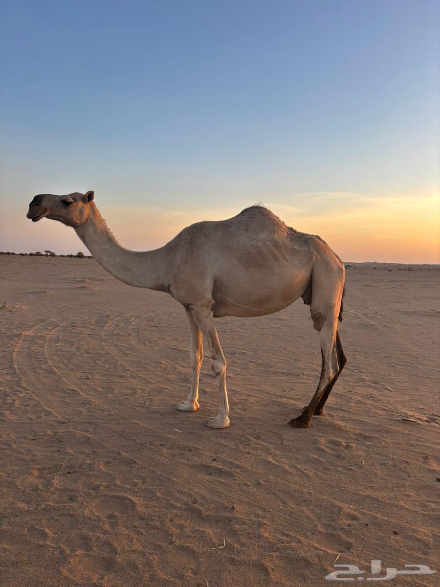 للبيع ناقه لقحه لها ست شهور شقحا سنه فاطر64397325536771111