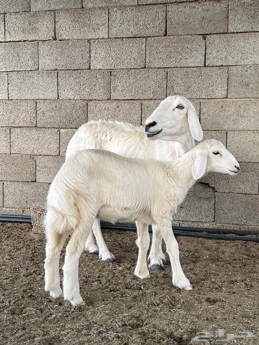 شاه حريه64393568735875114