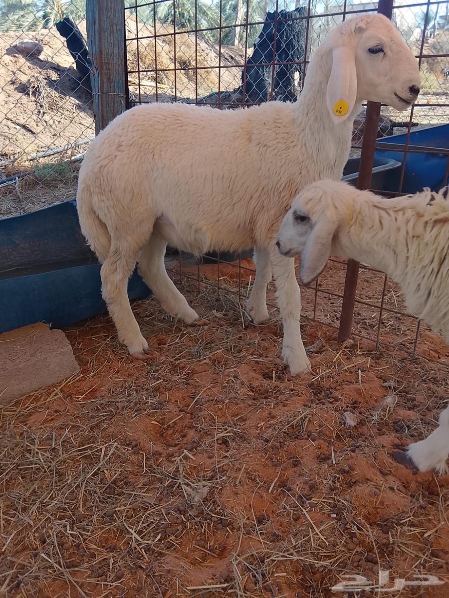 Harof Huri64396365364866110