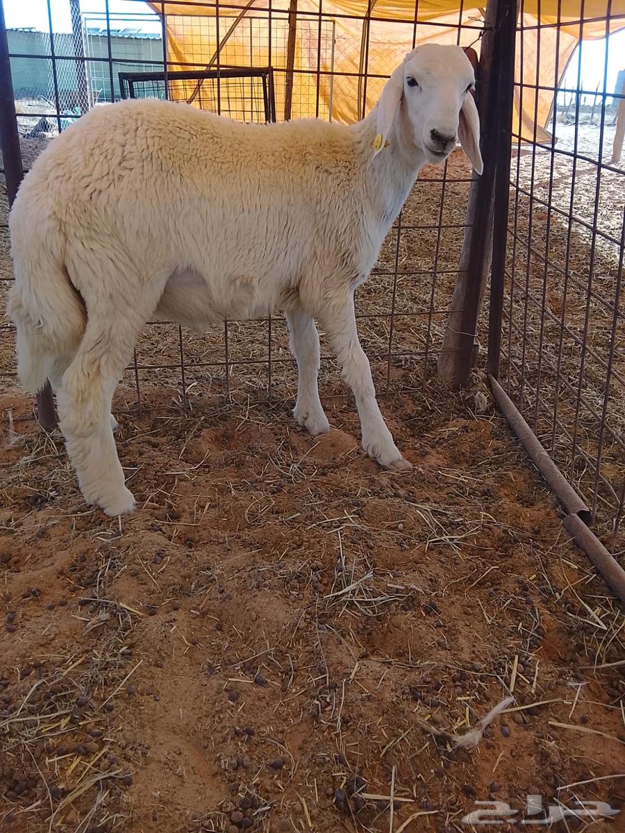 Harof Huri64396365364866111