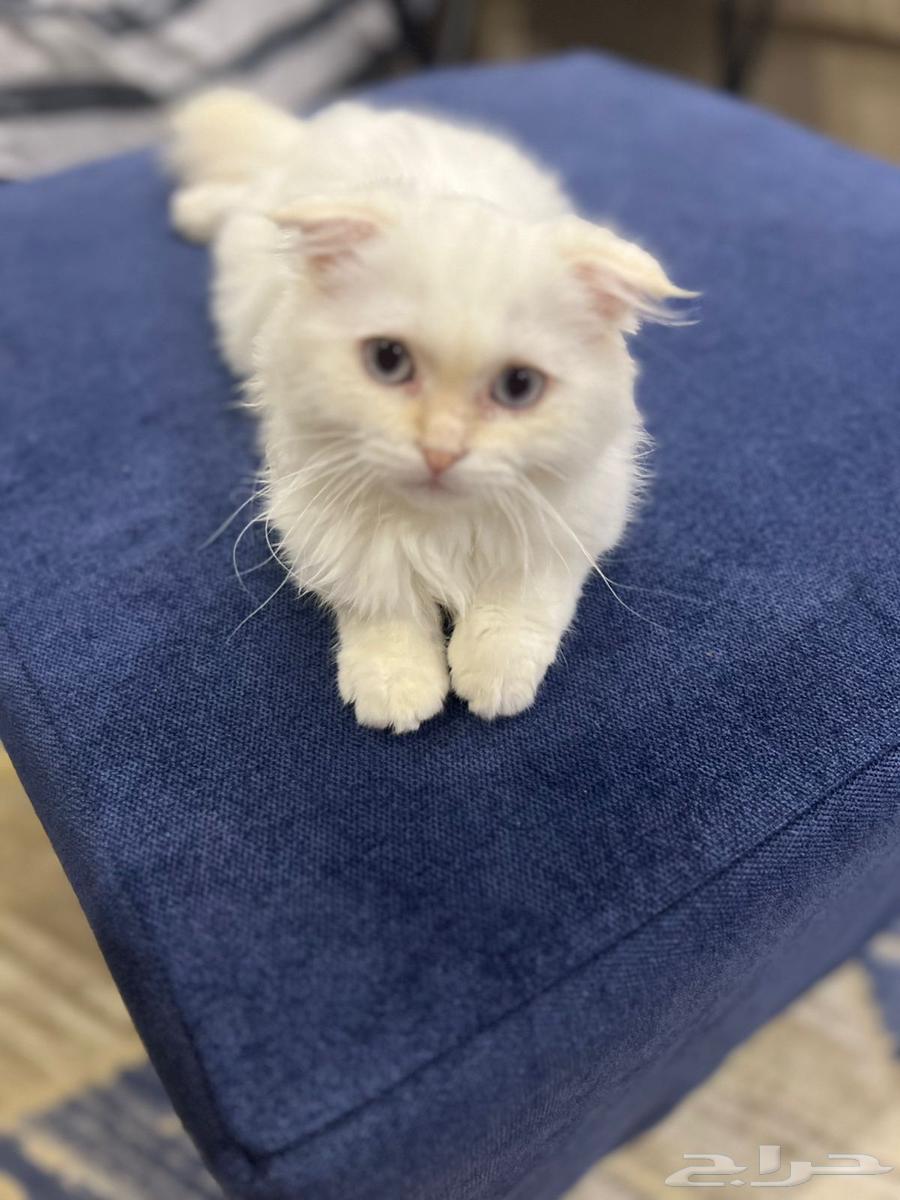 قطة انثى سكوتش فولد للبيع64391892998274112
