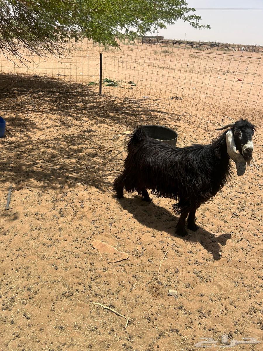 تيس للبيع64400925155074110