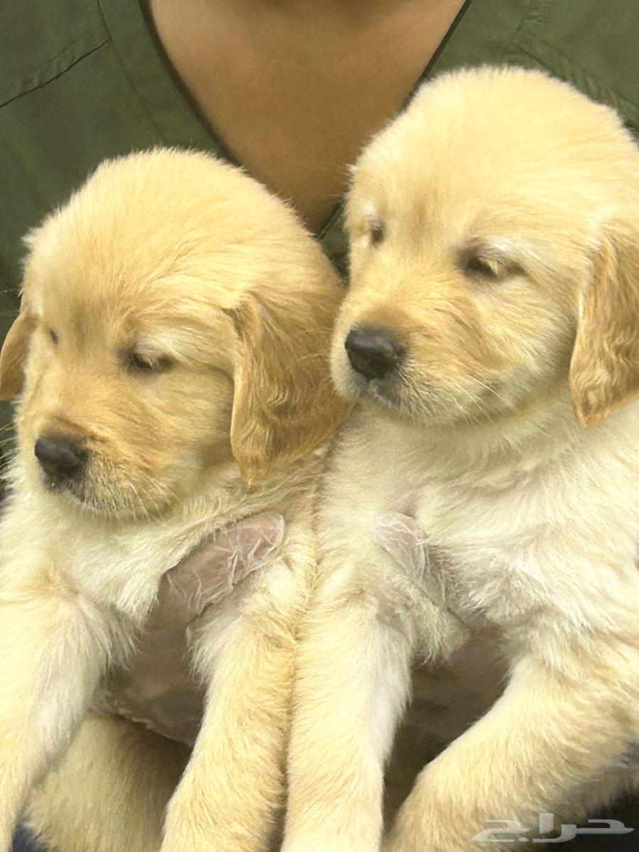 Golden Retriever64398451442946110