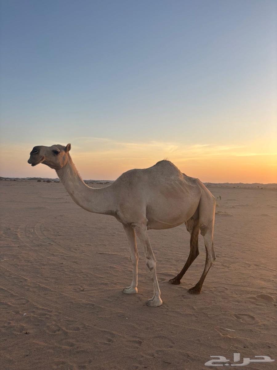 للبيع ناقه لقحه لها ست شهور شقحا سنه فاطر64397325536771113