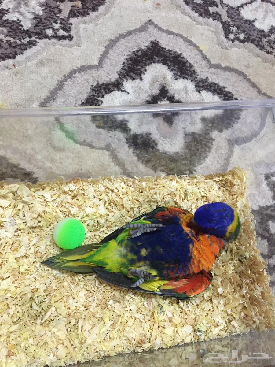 فرخ لوري رينبو اليف حمامه64395671583618111