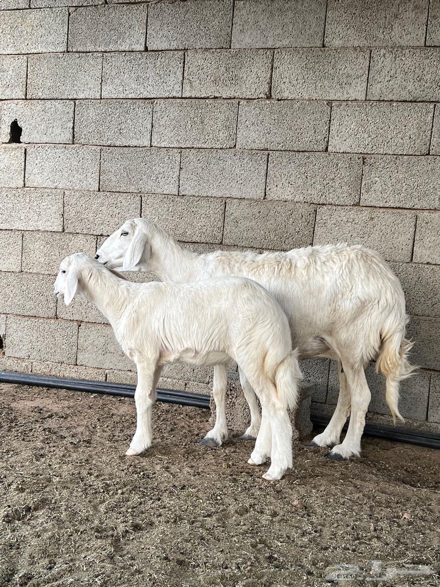 شاه حريه64393568735875111