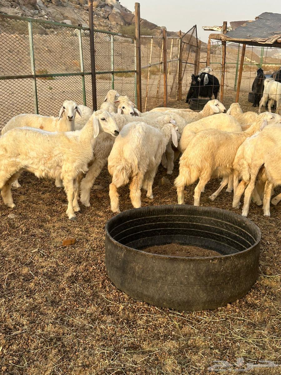 رخال جمله وتفريد64395158419330110